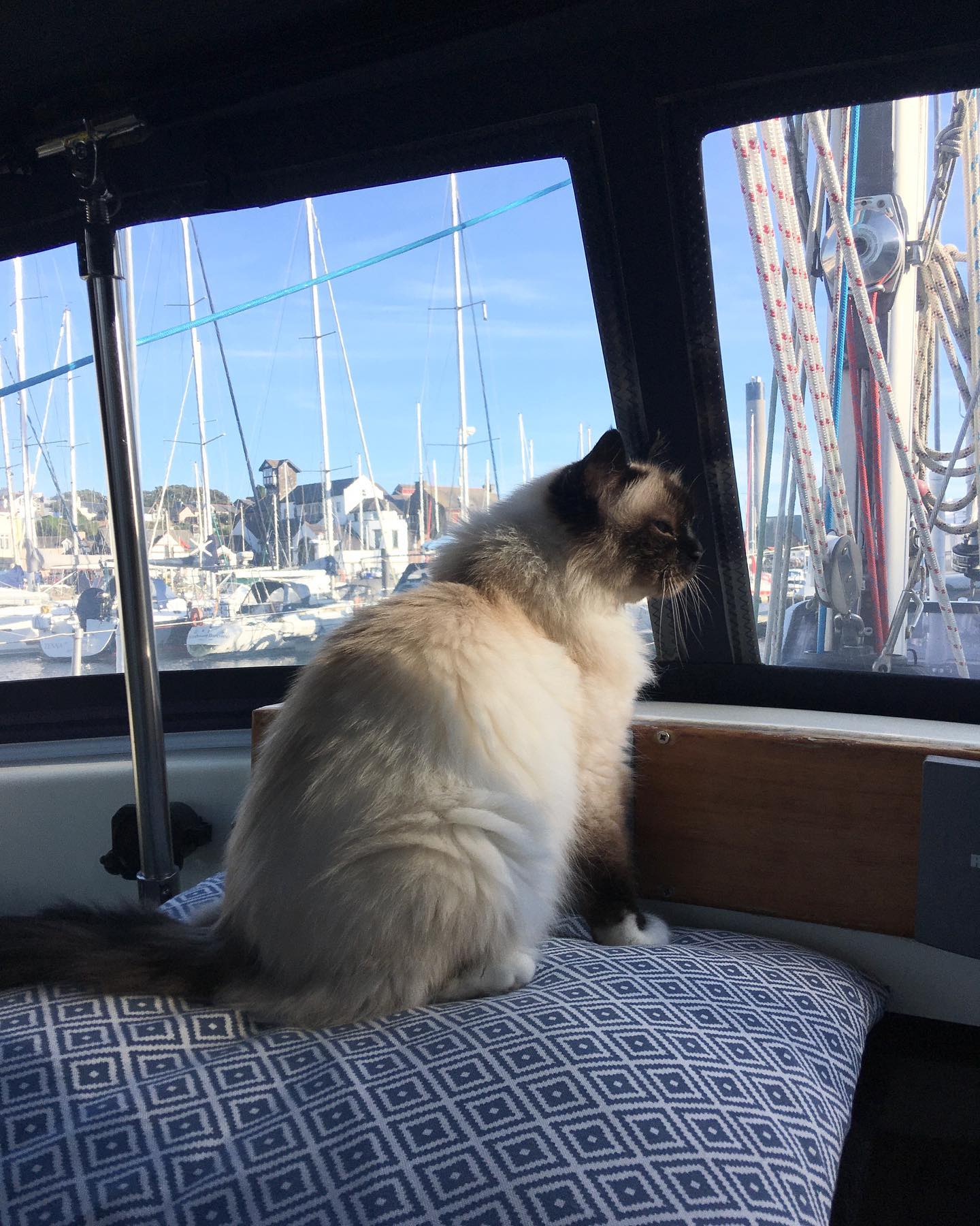 such a lovely day 😻😻😻
#sailingcat #segelkatze #katze #catsofinstagram #catsagram #travelcat #catsofig #boatcat #segeln #sailing #sailboat #segelboot #sailingcouple #isleofman #iom #irishsea #irischesee #lagertha #westerly #oceanlord #westerlyoceanlord #sailinglife #boatinglife #sailingadventure #followus #segelabenteuer #boatlife #boat #reisen