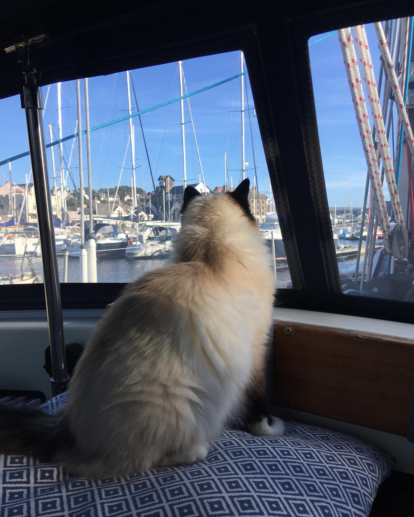 such a lovely day 😻😻😻
#sailingcat #segelkatze #katze #catsofinstagram #catsagram #travelcat #catsofig #boatcat #segeln #sailing #sailboat #segelboot #sailingcouple #isleofman #iom #irishsea #irischesee #lagertha #westerly #oceanlord #westerlyoceanlord #sailinglife #boatinglife #sailingadventure #followus #segelabenteuer #boatlife #boat #reisen