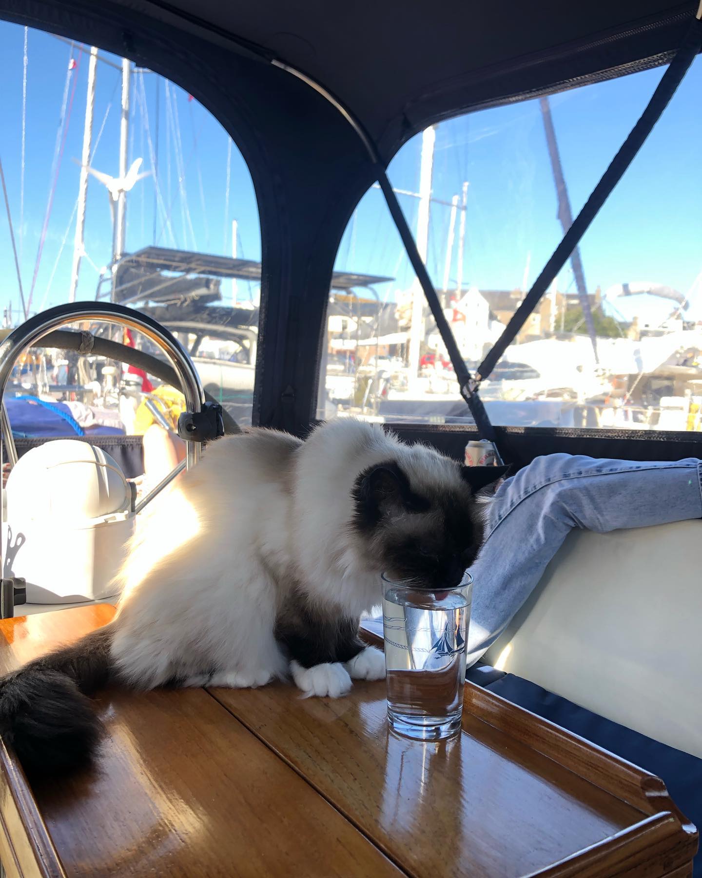 such a lovely day 😻😻😻
#sailingcat #segelkatze #katze #catsofinstagram #catsagram #travelcat #catsofig #boatcat #segeln #sailing #sailboat #segelboot #sailingcouple #isleofman #iom #irishsea #irischesee #lagertha #westerly #oceanlord #westerlyoceanlord #sailinglife #boatinglife #sailingadventure #followus #segelabenteuer #boatlife #boat #reisen