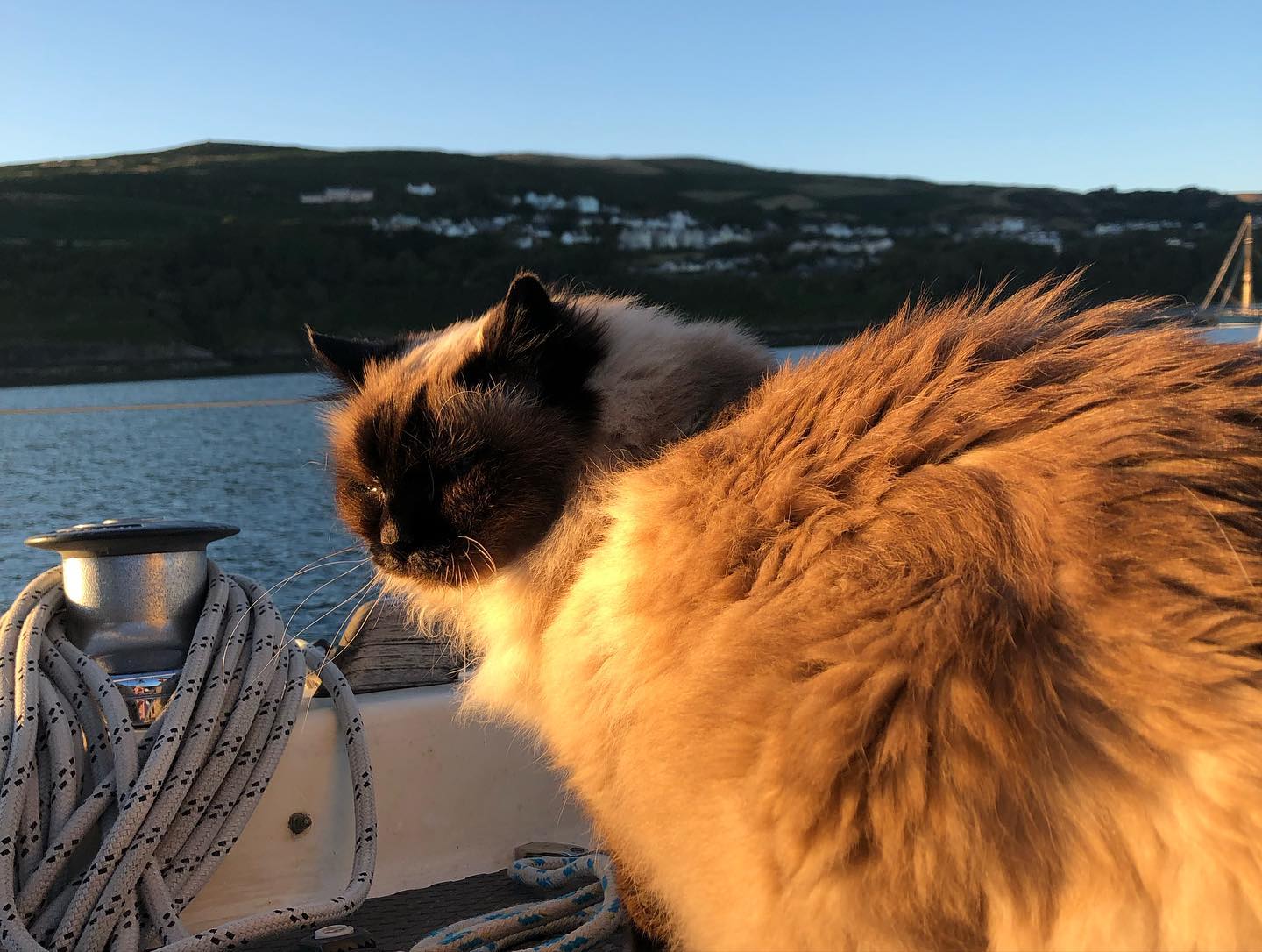Enjoying Port Erin, Isle of Man 🌅 
#sailingcat #segelkatze #cat #katze #kitty #boatcat #sunset #loveiom #porterin #segeln #sailing #sailboat #segelboot #sailingcouple #isleofman #irishsea #irischesee #lagertha #abenteuerreisen #westerly #oceanlord #westerlyoceanlord #sailinglife #boatinglife #sailingadventure #segelabenteuer #travel #boatlife #boat #reisen