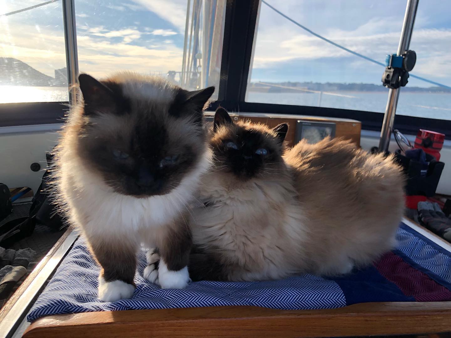 This evening, lolling about in Ramsey Bay after a nice but slow sail⛵️☀️ . . . . #sailingcat #segelkatze #cat #katze #catsofinstagram #catsagram #travelcat #catsofig #boatcat #segeln #sailing #sailboat #segelboot #sailingcouple #isleofman #irishsea #irischesee #lagertha #westerly #oceanlord #sailinglife #boating #segelabenteuer #travel #boatlife #boat #reisen #loveiom #ramsey #ramseypier