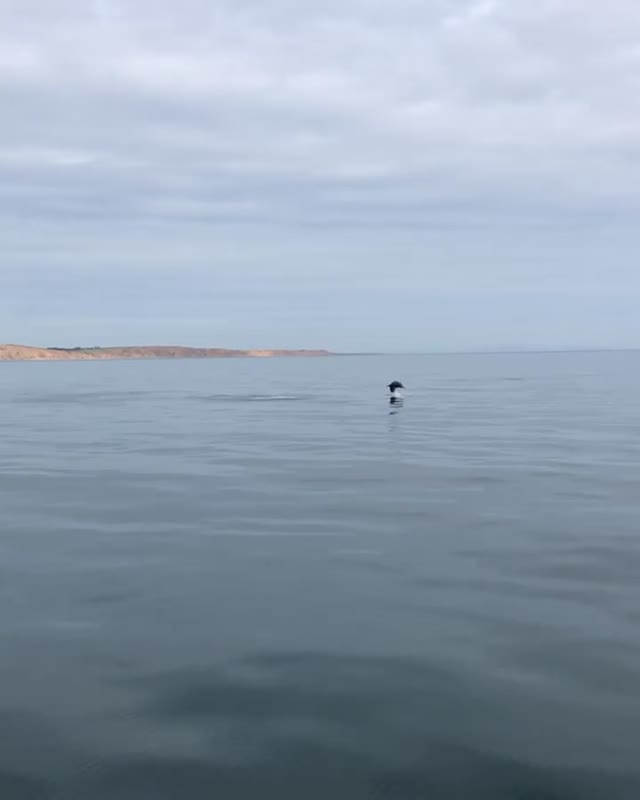 And just in time to round the Point of Ayre, Moonlight and Starlight! Our two local Dolphins 🐬🐬  . . . . . #dolphins #delfine #dolphine #segeln #sailing #sailboat #segelboot #sailingcouple #loveisleofman #isleofman #iom #loveiom #irishsea #digitalnomad #irischesee #lagertha #abenteuerreisen #westerly #oceanlord #westerlyoceanlord #sailinglife #boatinglife #sailingadventure #segelabenteuer #travel #boatlife #boat #reisen #royalramsey #ramsey