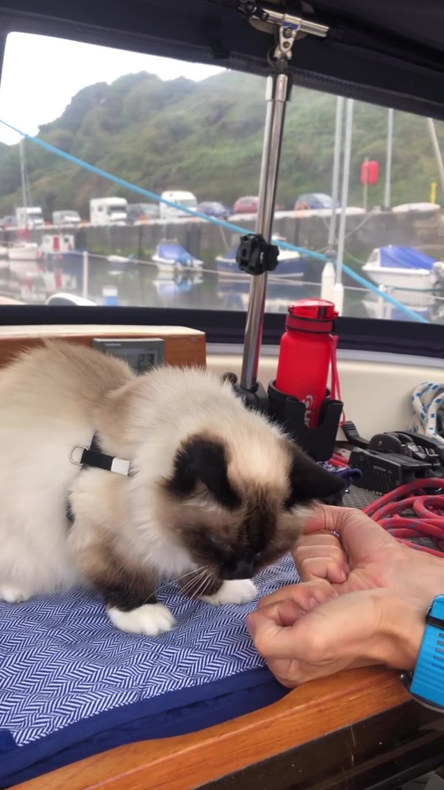 Clever sailing cat 🐈  . . . . #sailingcat #segelkatze #cat #katze  #catsofinstagram #catsagram #travelcat #catsofig #boatcat #clevercat #segeln #sailing #sailboat #segelboot #sailingcouple #lagertha #abenteuerreisen #westerly #oceanlord #westerlyoceanlord #sailinglife #boatinglife #sailingadventure #travel #boatlife #boat #reisen