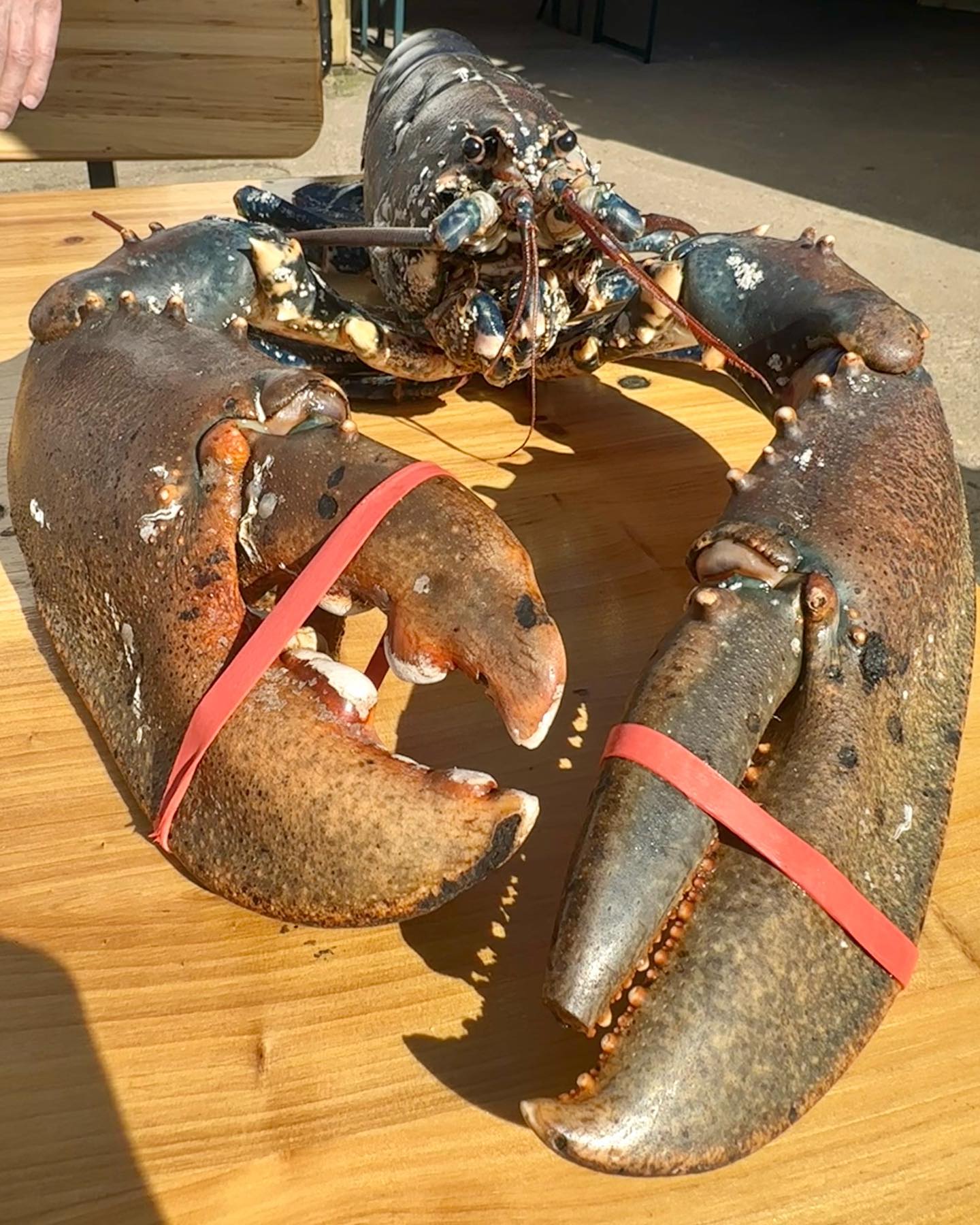 Who says Easter lunch has to be all about lamb chops? 🐑🤔 Living by the seaside definitely has its advantages! 🌊 Our lobster feast aboard Lagertha in Peel Marina was expertly prepared by Darren from @mooressmokehouse_1882, making for a beast feast meal to remember! 🦞😋 #EasterLobster #SeasideLiving #SailingLife #IsleOfMan #sailing #lobster #loveiom🇮🇲