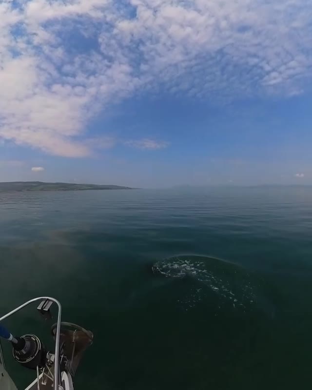 this little fella 🐬 was playing on the bow today and showed us his white belly for a while 🙌🏻🤩🤩 #dolphins #dolphin #delfine #delfines #scotland #sailing #sailinglife #sailingscotland #argyll
