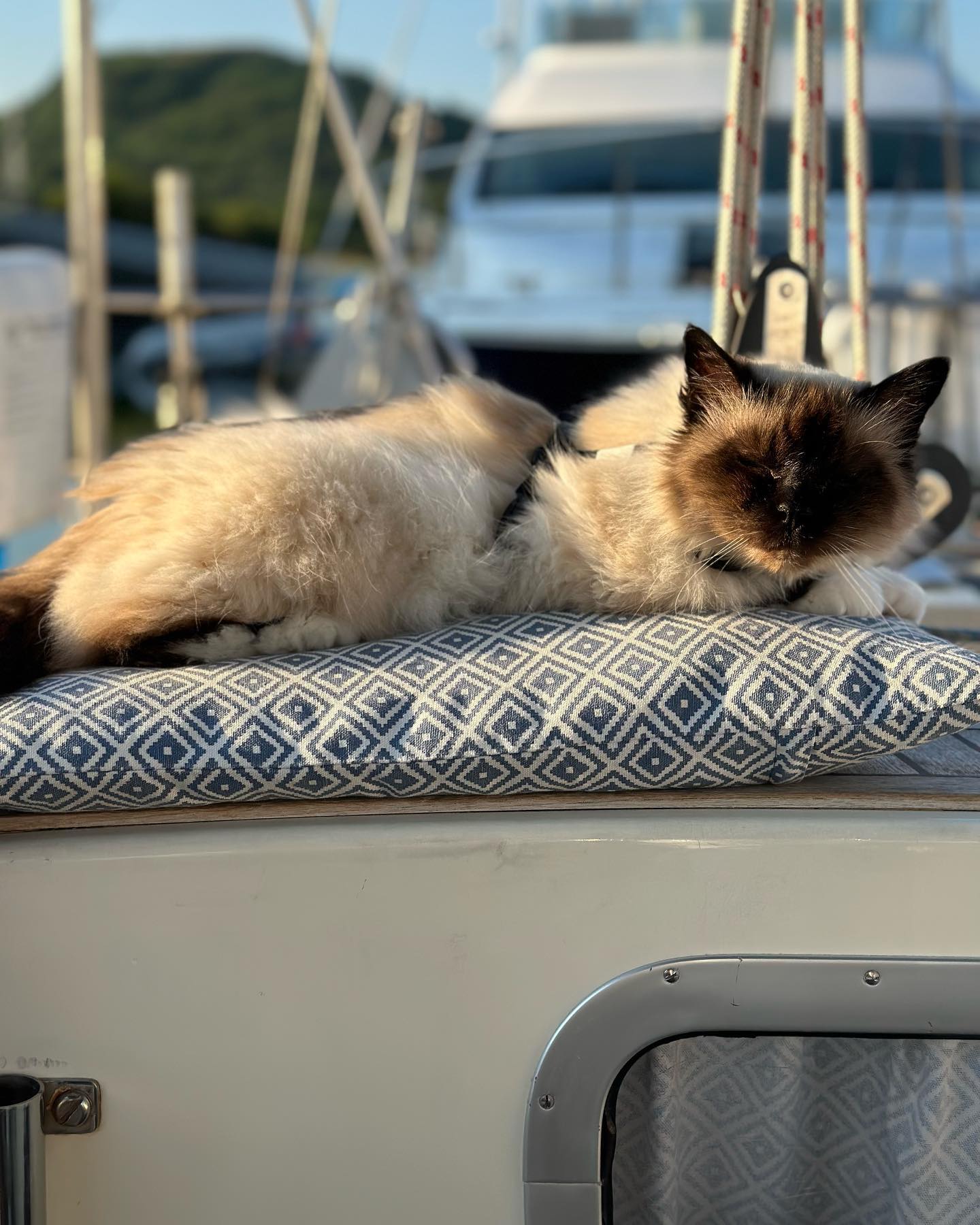 Not sure who enjoys the beautiful weather and sailing more… 😅🤔 #sailingcat #cat #catlife #sailing #segelkatze #katze #kitty #boatcat #segeln #sailingcouple  #abenteuerreisen #sailinglife #boatinglife #sailingadventure #segelabenteuer #travel #boatlife #boat #reisen