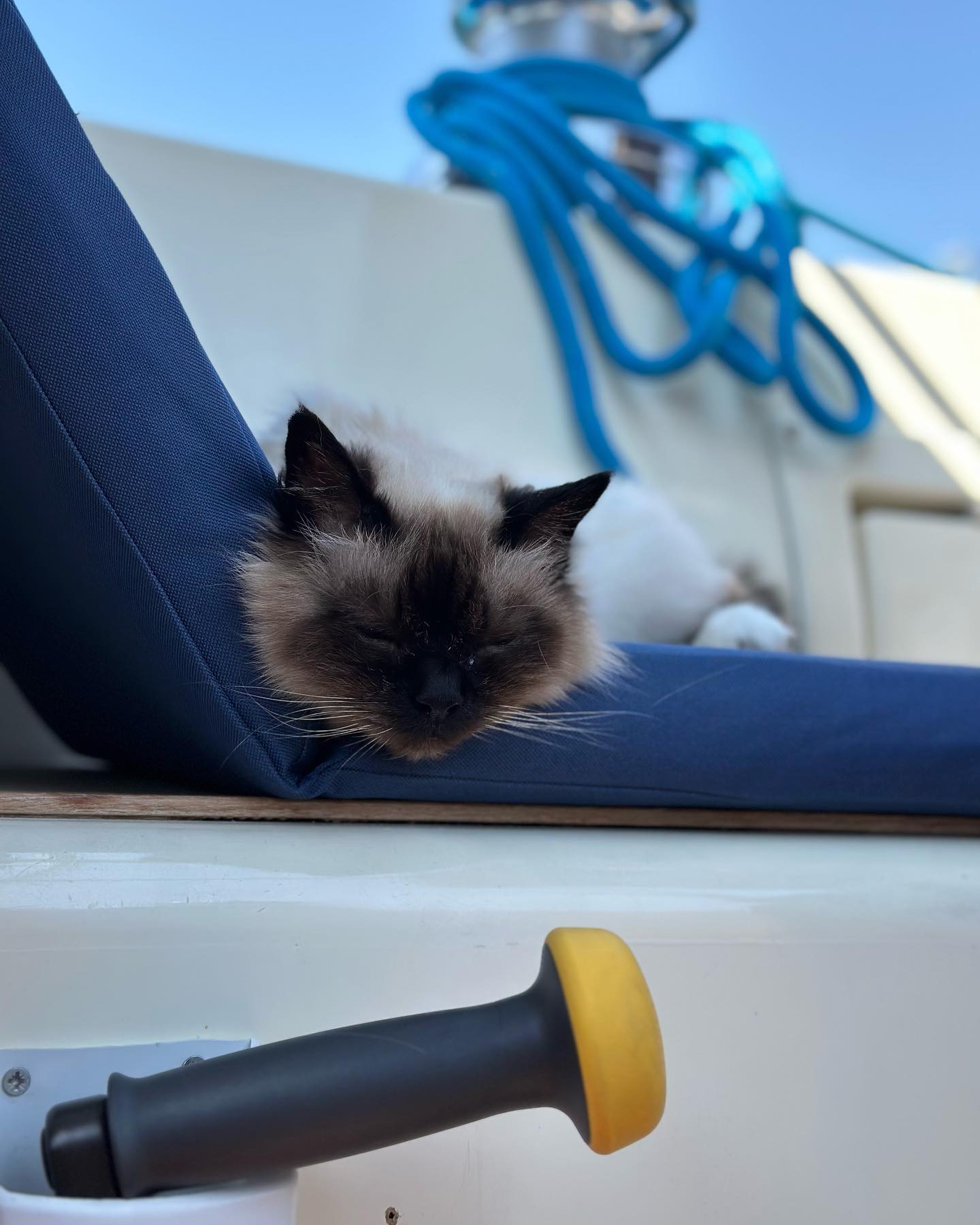 Not sure who enjoys the beautiful weather and sailing more… 😅🤔 #sailingcat #cat #catlife #sailing #segelkatze #katze #kitty #boatcat #segeln #sailingcouple  #abenteuerreisen #sailinglife #boatinglife #sailingadventure #segelabenteuer #travel #boatlife #boat #reisen