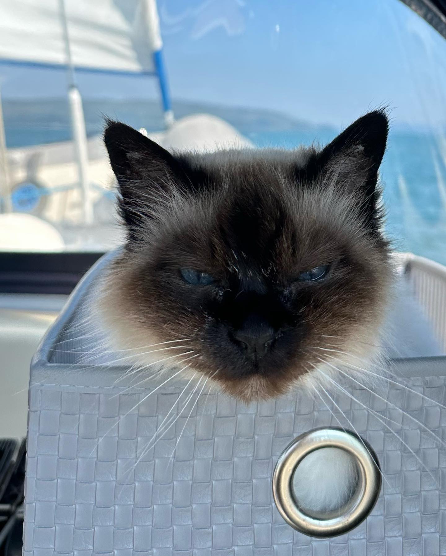 Not sure who enjoys the beautiful weather and sailing more… 😅🤔 #sailingcat #cat #catlife #sailing #segelkatze #katze #kitty #boatcat #segeln #sailingcouple  #abenteuerreisen #sailinglife #boatinglife #sailingadventure #segelabenteuer #travel #boatlife #boat #reisen
