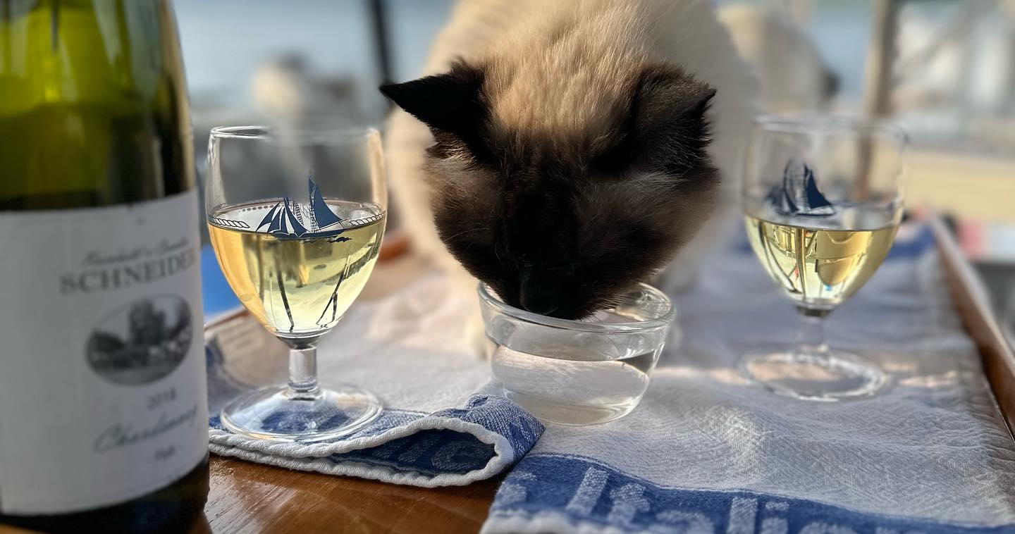 From Kames up to Loch Riddon, sailing through the Burnt Islands and dropping anchor in Rothesay/East Kyle for dinner and a restful sleep. Fortunately, Sissi, one of our cats, is more interested in the water than our wine. At over 15 years old, we made her a own ladder to climb into the cockpit. #sailing #sailinstagram #sailinglife #sailingcat #catsonboats #lochriddon #rothesay #eastkyle #sailingscotland #kylesofbute
