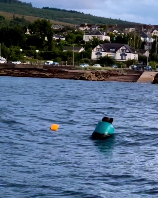 This visitor buoy was booked by an otter 🦦😍 #otter #otterlove  #sailing #sailinginstagram #sailstagram #scotsail #scotland #segeln #isleofarran #brodick