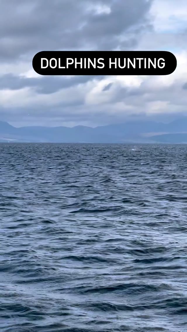 Dolphins 🐬 hunting around us during our approach to Campbeltown 😍 #dolphins #dolphinshunting #dolphinhunting #dolphin #delfines #campbeltown #sailing #sailingadventure #sailingadventures