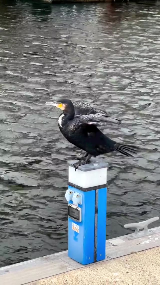 perfect conditions for this Shag to dry the wings 🪽😂 #shag #shagbird #birds #birdsofinstagram