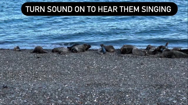 🦭 Seals enjoying their afternoon on the Isle of Man. I can watch them for ages. 🥰🥰🥰 #seals #seehunde #isleofman