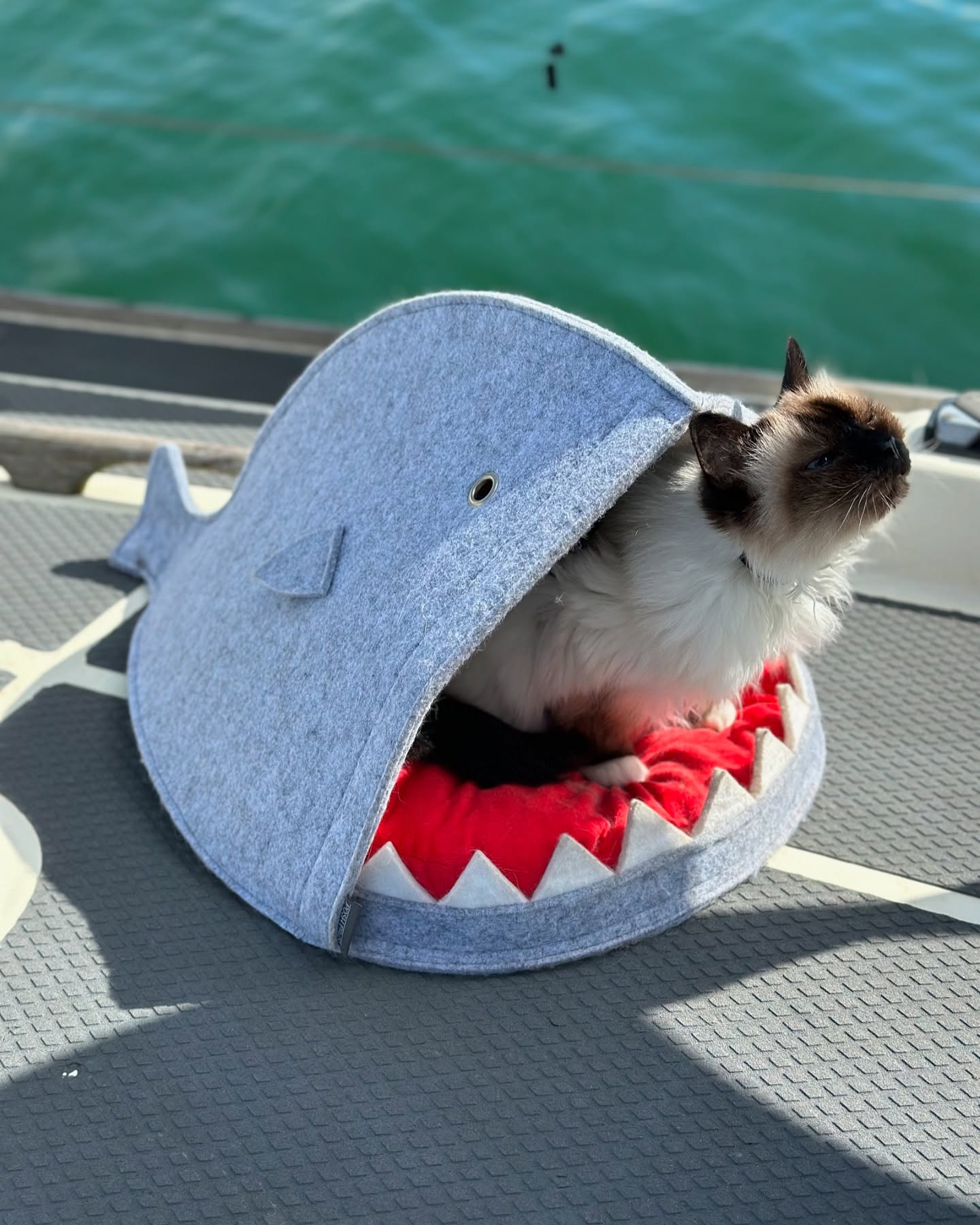 #sailingcat #catonboard #boatcat #adventurecat #sailingkitty #nauticalcat #seacat #catsatsea #liveaboardcat #sailingwithcats #catlife #furryfirstmate #shipscat #catswhosail
