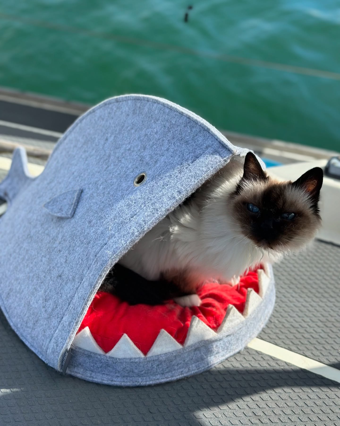 #sailingcat #catonboard #boatcat #adventurecat #sailingkitty #nauticalcat #seacat #catsatsea #liveaboardcat #sailingwithcats #catlife #furryfirstmate #shipscat #catswhosail