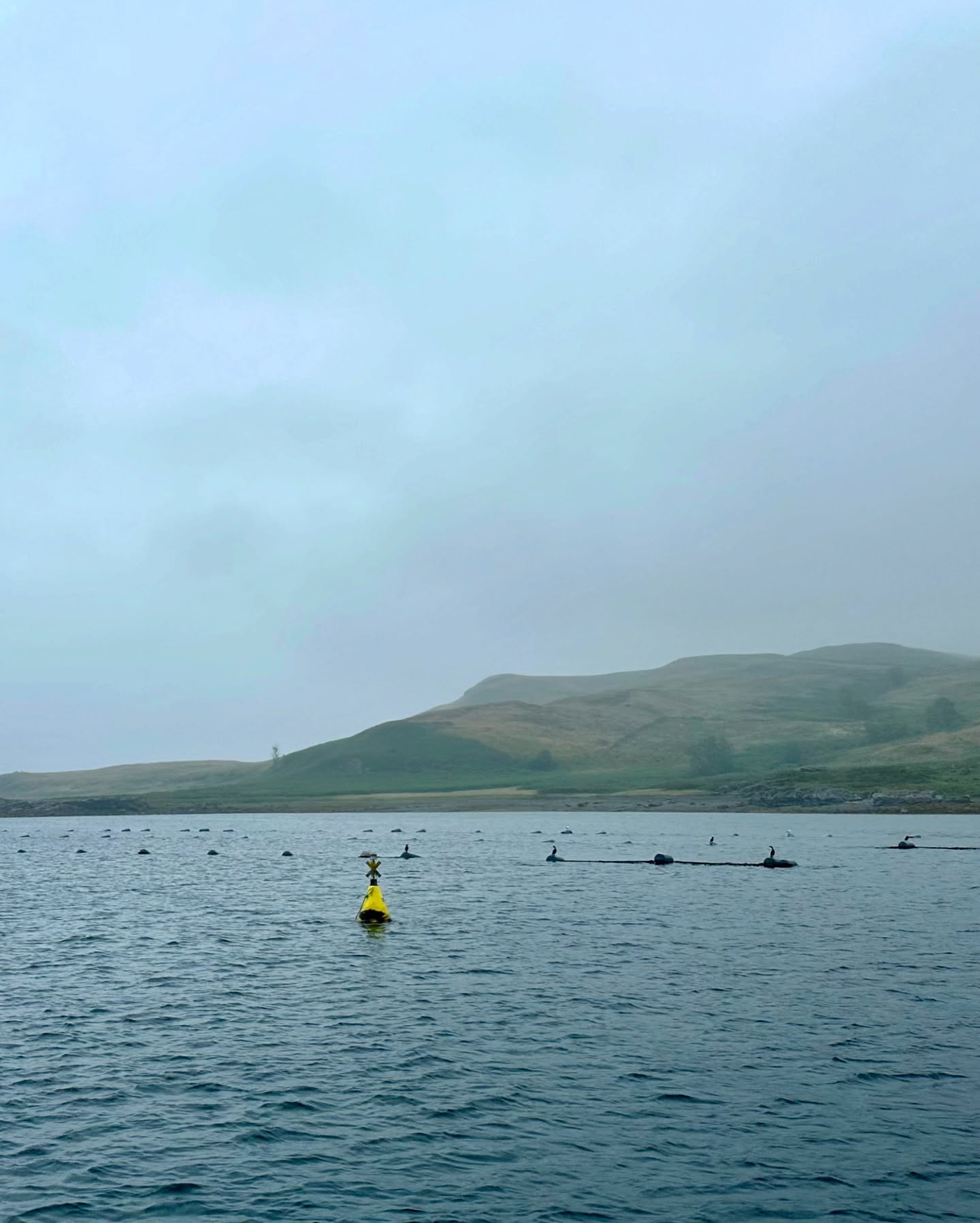🌧️ Rainy Day, Mussels Day ⛵
Despite the rain and fog, we had an adventurous downwind passage from Ardfern to Loch Spelve. Good planning and an early start ensured we got the tides right and had a great sailing day. We were even treated to a dolphin sighting! Our reward? Fresh mussels, directly from the farm, offered via an honesty box and cooked to perfection by Andrea. Plus, our sailing cat enjoyed the adventure too! Delicious! 🌊🍴 . . . . . . #sailinglife #rainyday #adventuresailing #lochspelve #freshmussels #foggyday #downwindsailing #boatlife #sailingcouple #dolphinsighting #scotland #westscotland #sailinglagertha #westerlyyachts #westerlyoceanlord #segeln #sailingcat #catonboard #boatcat #adventurecat #catsatsea