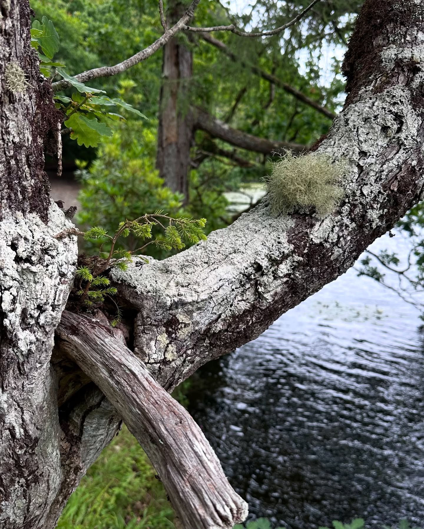 🌞 A Day in Tobermory ⛵
We spent the day exploring Tobermory and its beautiful surroundings. Enjoyed a 6km walk to Aros Park and Lochan, taking in the stunning waterfalls along the way. Afterward, we treated ourselves to a well-deserved pub visit. A perfect day of adventure and relaxation! 🌲🍻 . . . . . . . #sailinglife #tobermory #arospark #waterfalls #scenicwalk #pubvisit #boatlife #sailingcouple #scotland #westscotland #sailinglagertha #westerlyyachts #westerlyoceanlord #segeln