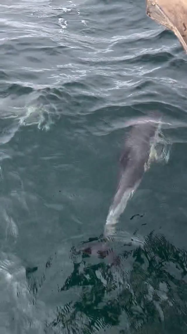 🐬 Patience, Everyone Gets a Turn to Play 🌊
Watch these playful common dolphins having fun at our bow. It’s always incredible to see them so up close! 🐬✨ 🥰
#sailinglife #commondolphins #bowriding #playfuldolphins #marinelife #boatlife #sailingcouple #scotland #westscotland #sailinglagertha #westerlyyachts #westerlyoceanlord #segeln #naturelovers #oceanadventure