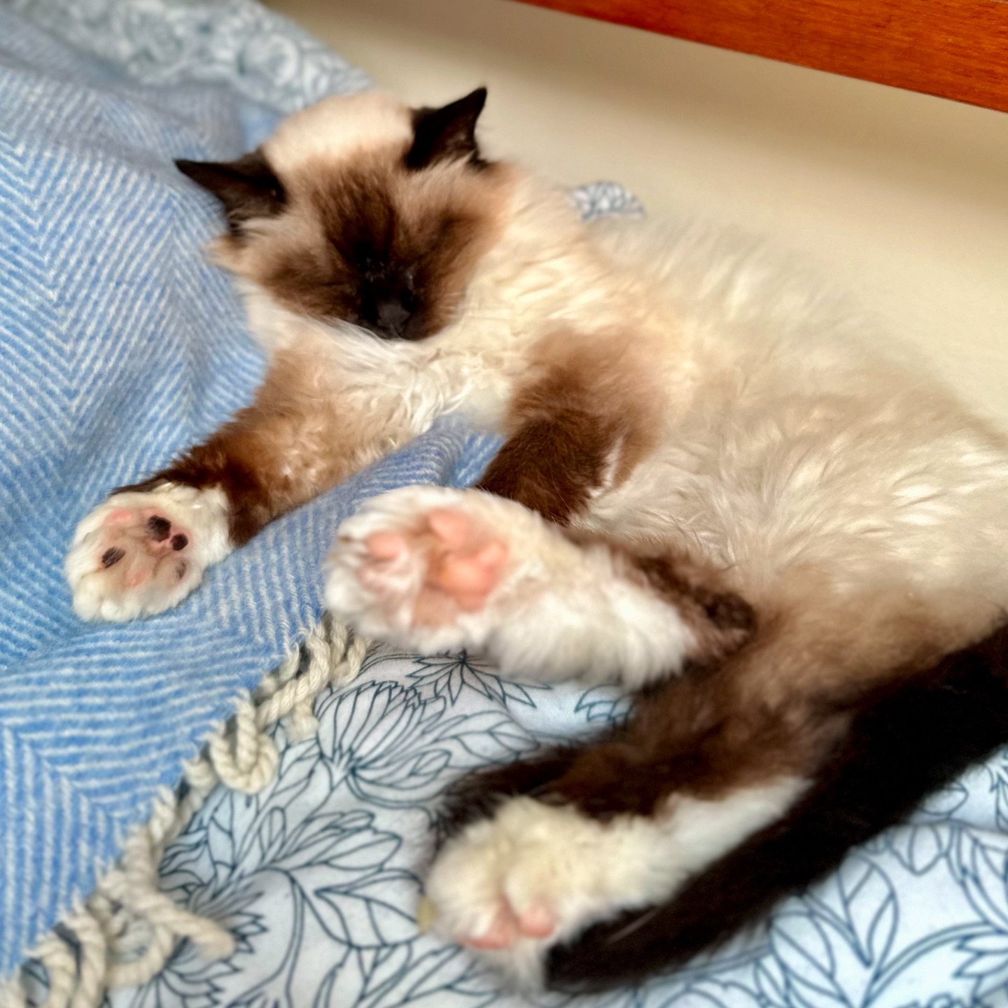 🐾 Happy and Relaxed Sailing Cat 🐱⛵
Our furry crew member is loving the sailing life! Happy and relaxed, enjoying the sea breeze and sunshine. 😺🌊
#cat #katze #boatcat #happycat #relaxedcat #sailingadventures #boatlife #sailingcouple #sailinglagertha #westerlyyachts #westerlyoceanlord #scotland #westscotland #segeln #catonboard
