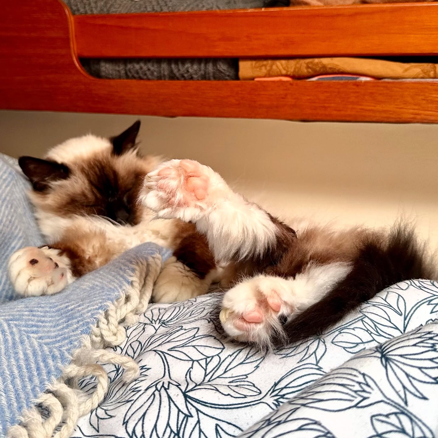 🐾 Happy and Relaxed Sailing Cat 🐱⛵
Our furry crew member is loving the sailing life! Happy and relaxed, enjoying the sea breeze and sunshine. 😺🌊
#cat #katze #boatcat #happycat #relaxedcat #sailingadventures #boatlife #sailingcouple #sailinglagertha #westerlyyachts #westerlyoceanlord #scotland #westscotland #segeln #catonboard