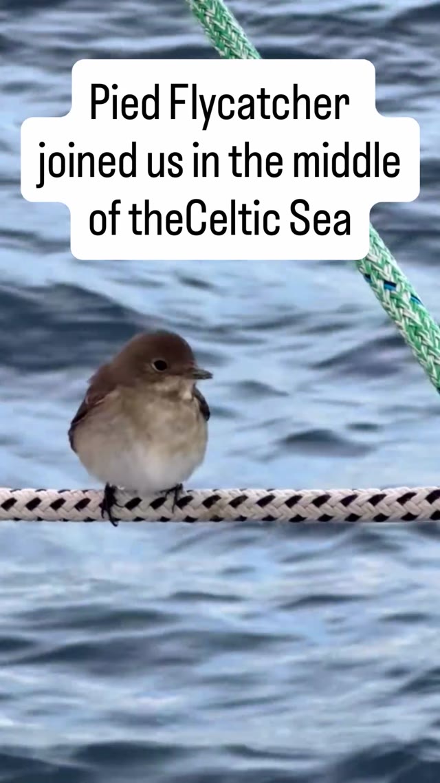 We were sailing in the middle of the Celtic Sea aboard Lagertha when a curious pied flycatcher decided to join our crew! He hopped onto our deck, had a moths dinner, swung on the ropes like a tiny sailor, and then curled up for a nap in the breeze. By morning he was off, ready for new adventures. 🌊🦅
#lagertha #sailinglagertha #westerlyoceanlord #sailingyacht #uksailing #adventurelife #sailing #sailingboat #instasailing #sailinginstagram #boatlifestyle #boat #sailors #sailingcouple #explorers #digitalnomade #cruising #wanderlust #vitaminsea #travel #celticsea #piedflycatcher #birdwatching #wildlife #nature #sailinglife #yachtlife #sea #ocean #nautical
