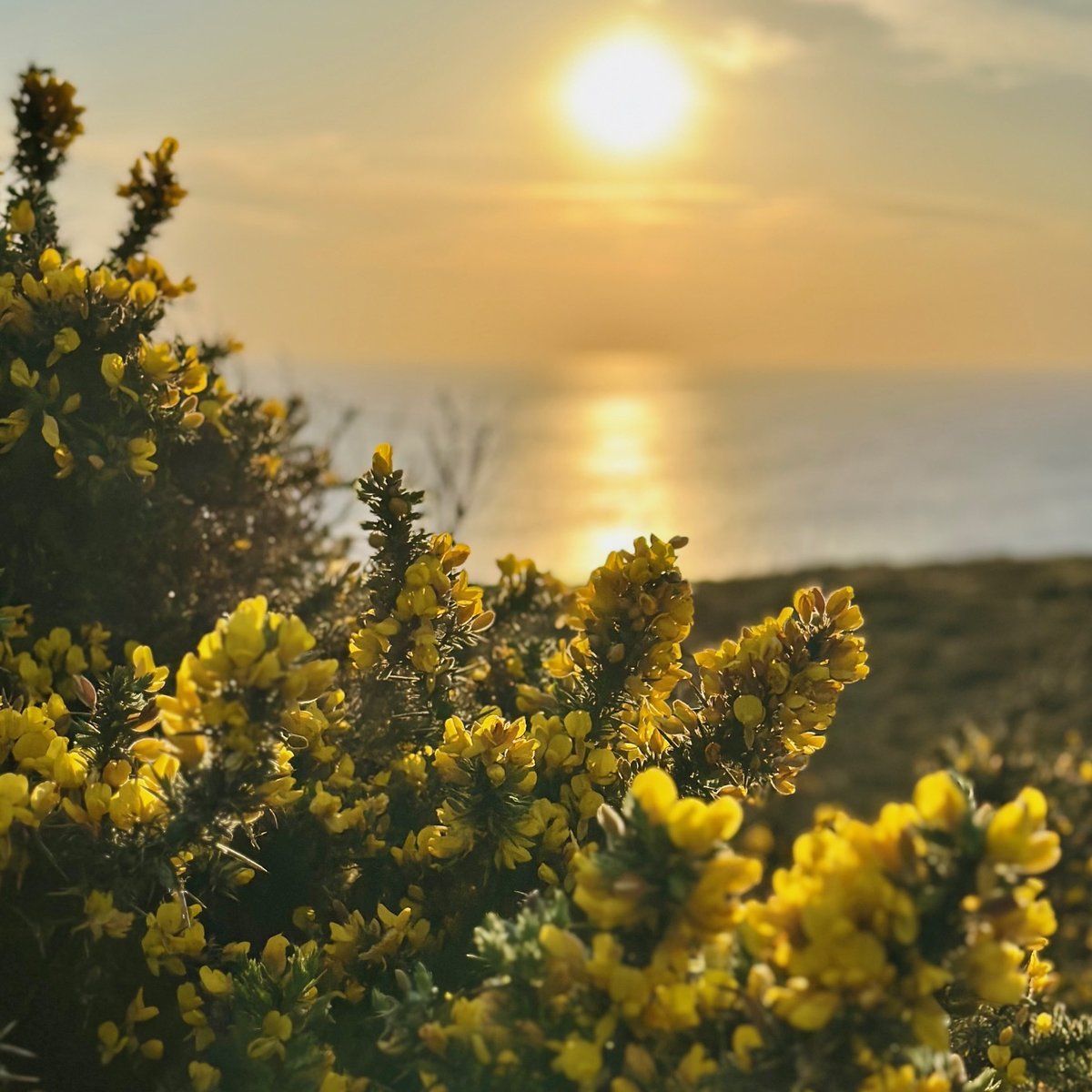 Golden gorse framing sunset over the sea at Peel