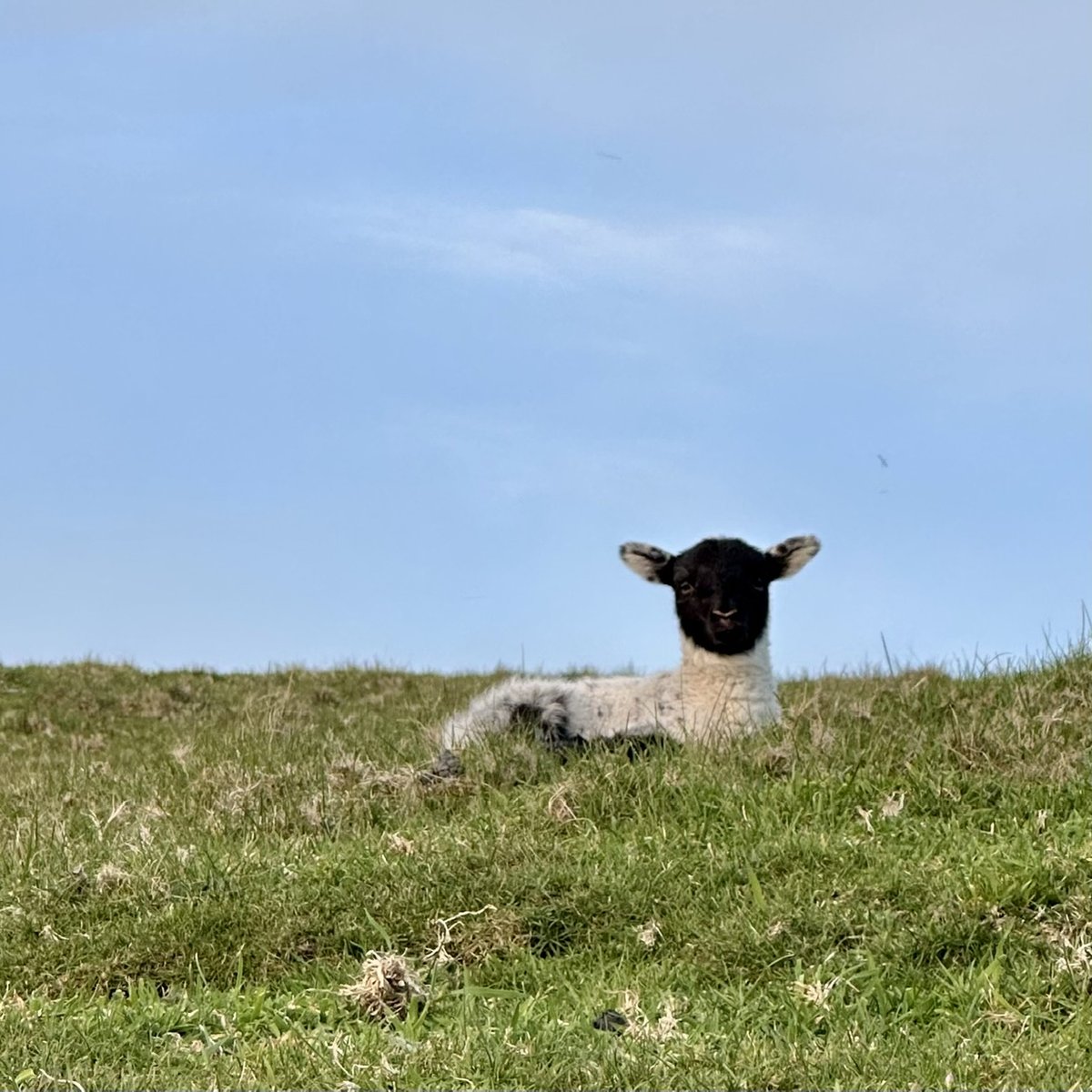 Black-faced Manx lamb in a sunny field
