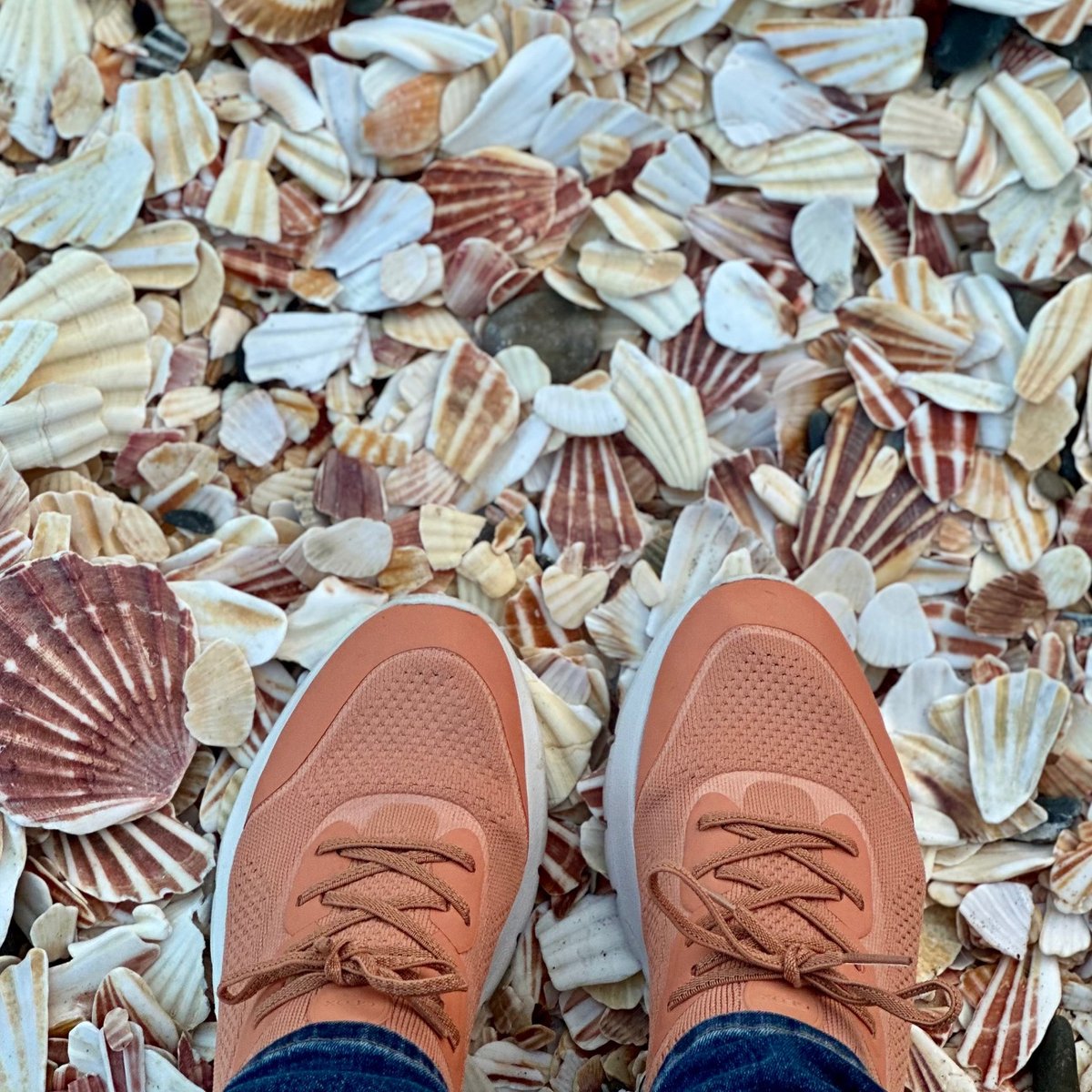 Standing on Peel's scallop shell-covered beach