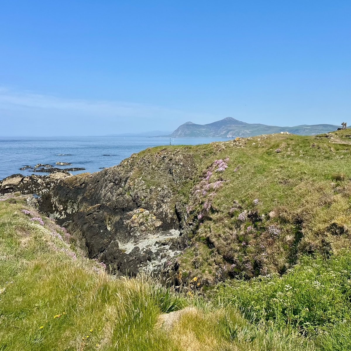 Coastal path on the headland at Porthdinllaen - grassy cliffs, purple heather and blue sea