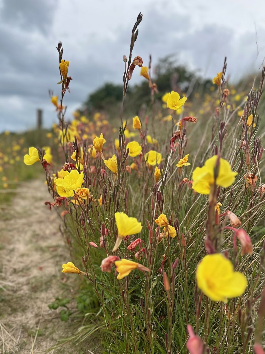 Wildflowers on the coastal path near Pwllheli