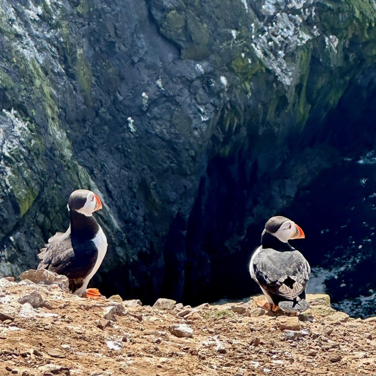 Two puffins perched on a rocky ledge against dark cliffs