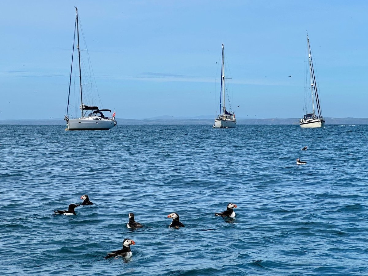 Five puffins floating in the water with sailboats anchored in the distance