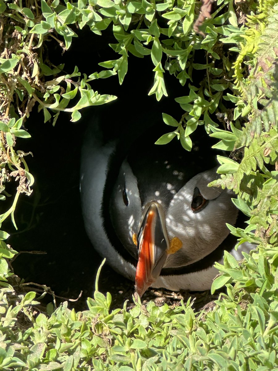 Puffin peering out from its burrow