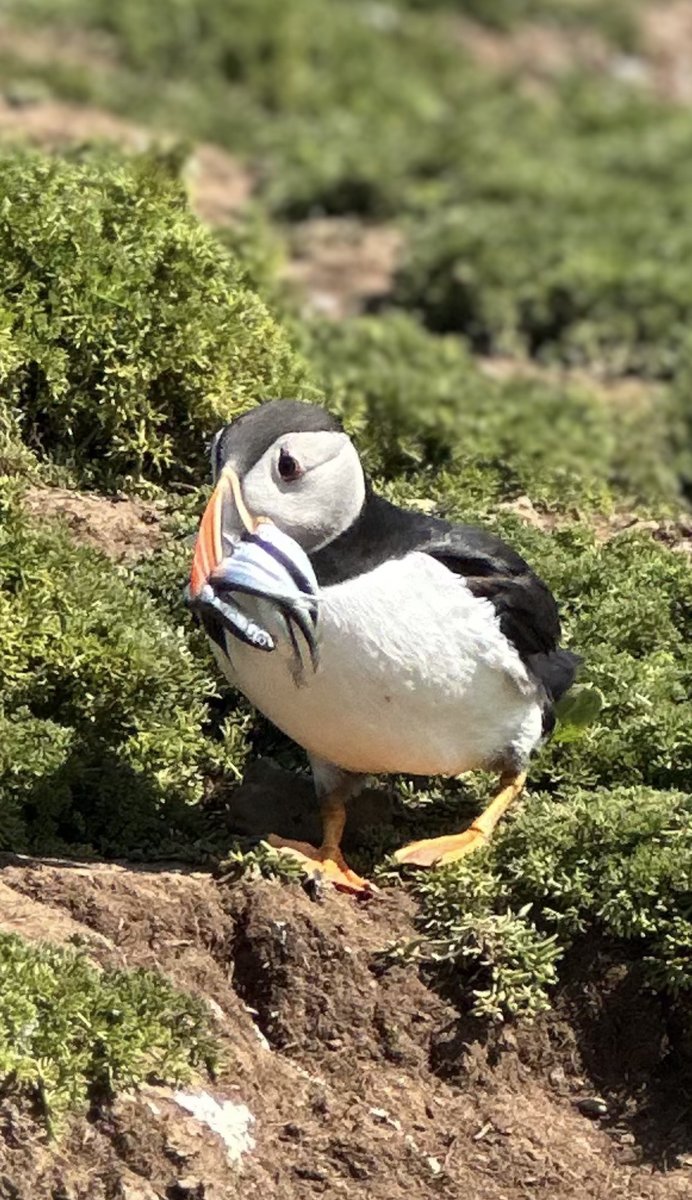 Puffin with a fish in its beak - sand eel dinner on the grassy slope