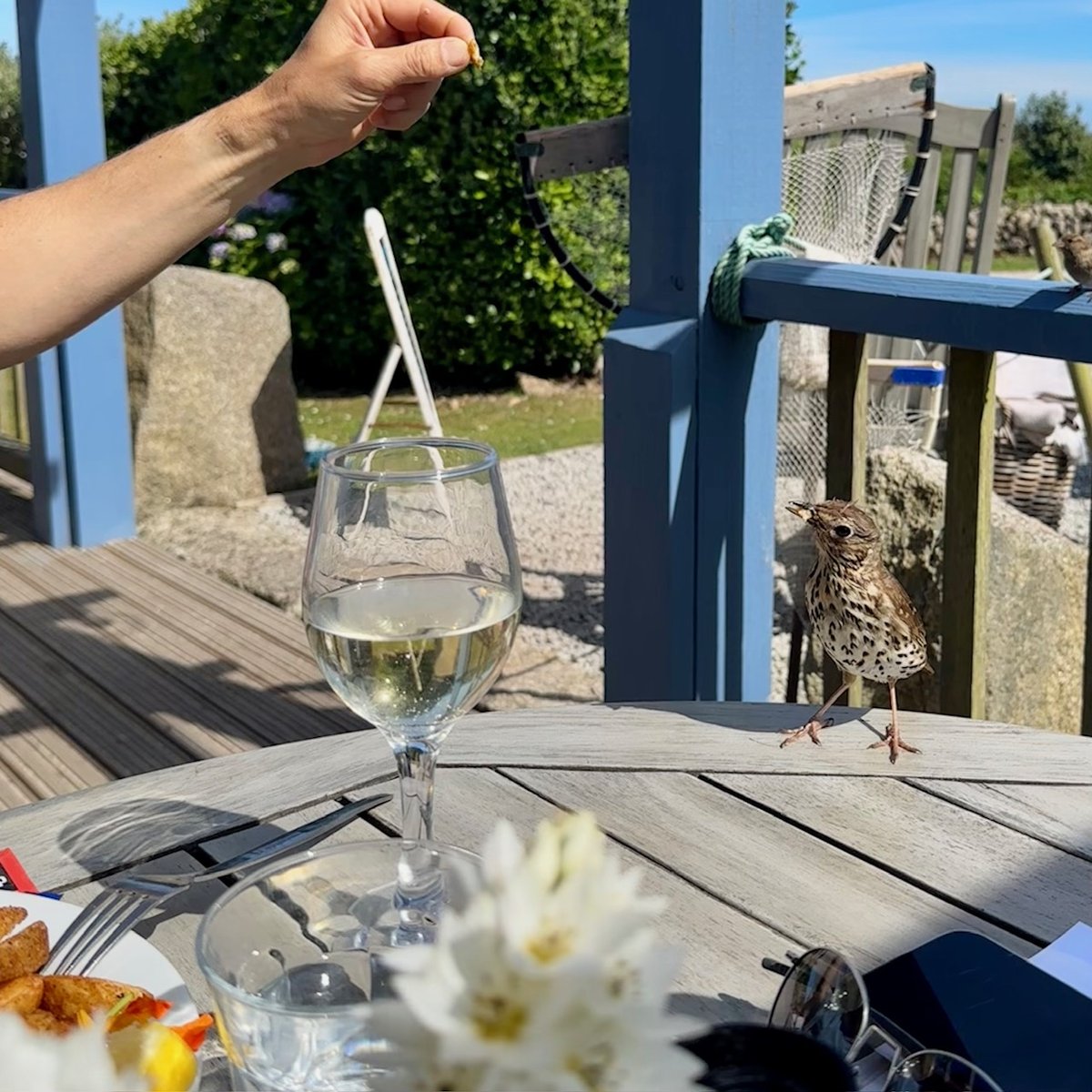 Cheeky bird at Island Fish - small bird on the table trying to steal food