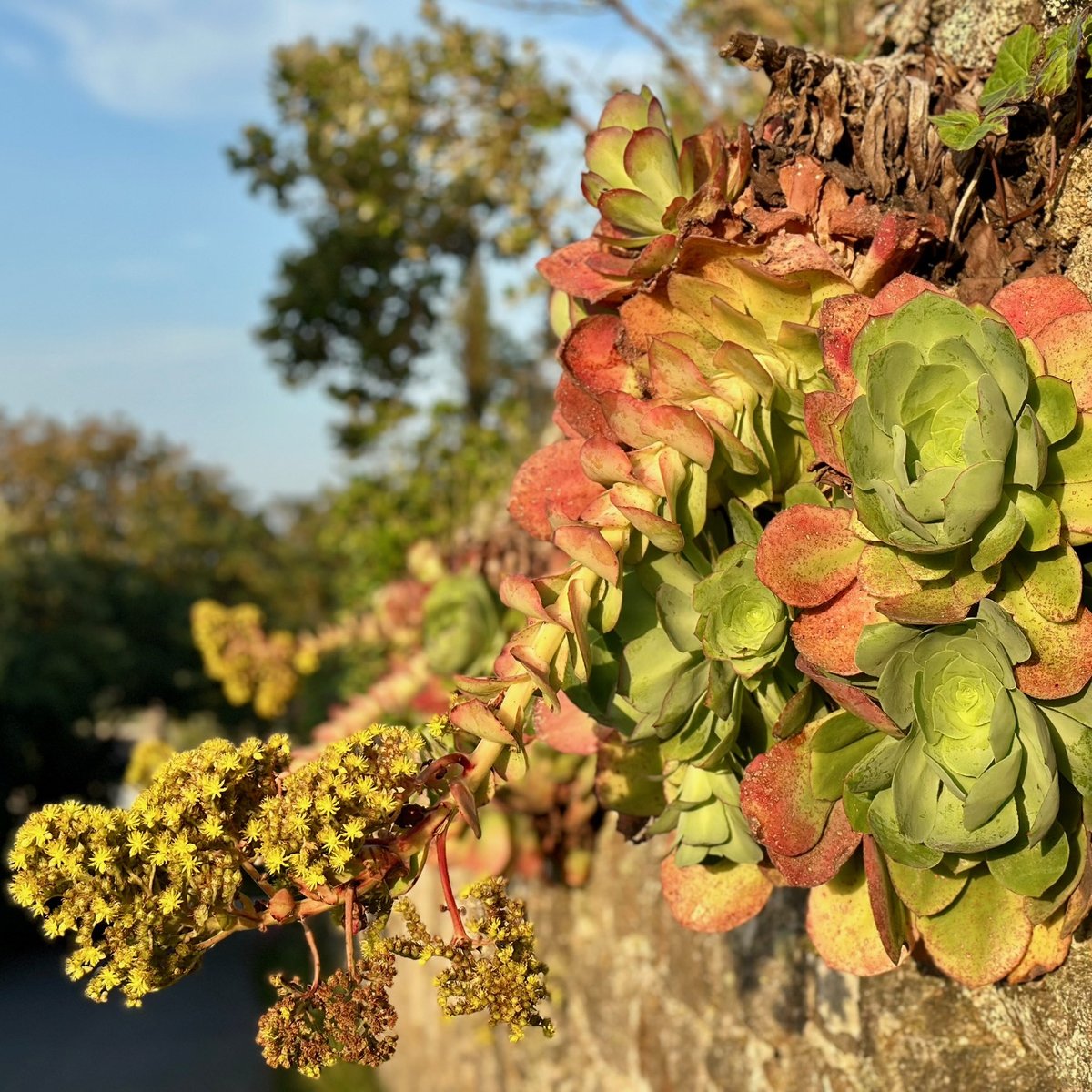 Succulents growing on a stone wall - green and red rosettes in the sun