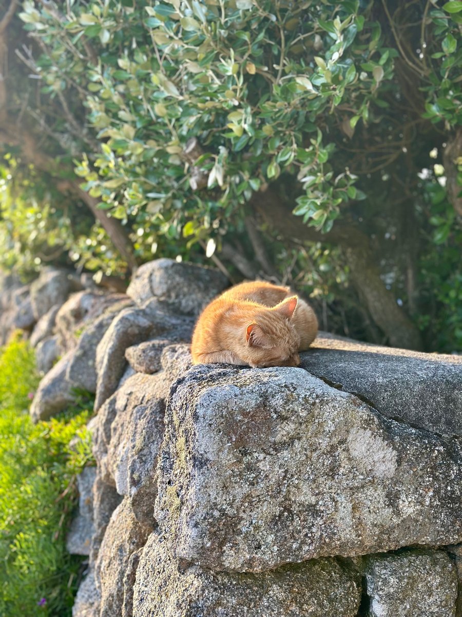 Orange tabby cat sleeping on a stone wall in the sunshine
