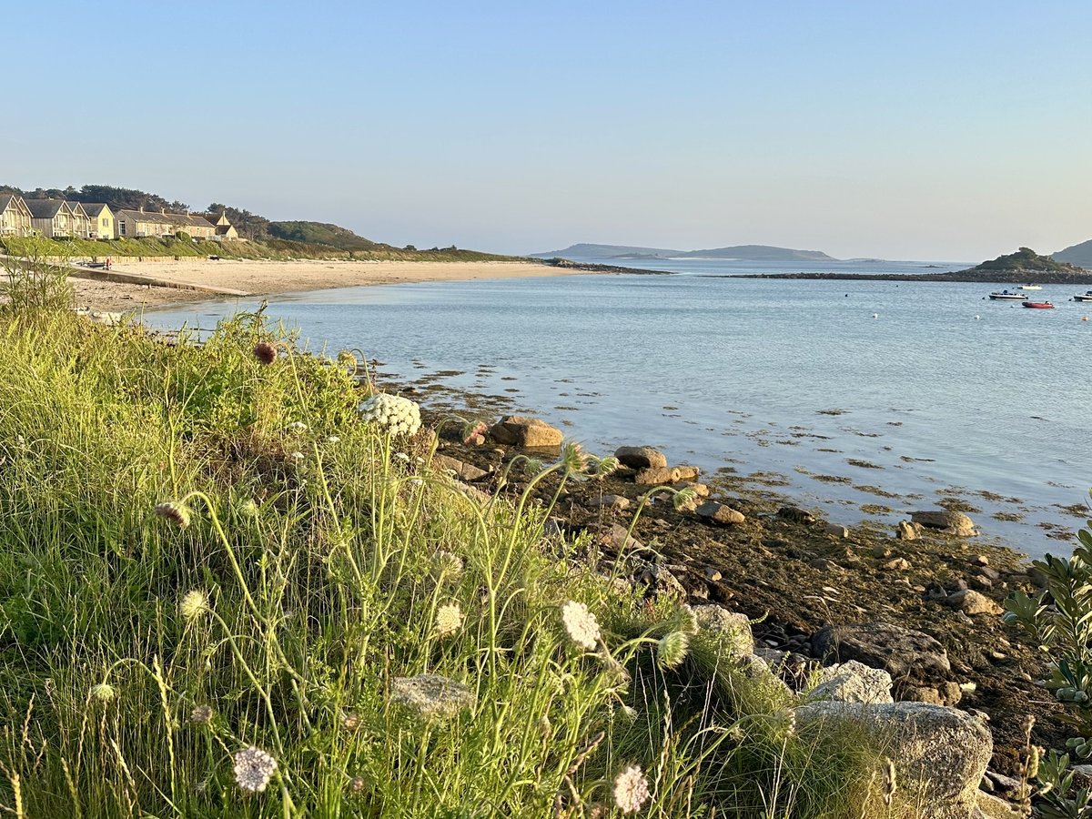 Old Grimsby coastal view - sandy cove, wildflowers, calm water